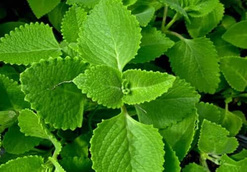 Benefits of Ajwain Leaves: जानिए अजवाइन के पत्ते के फायदे जो आपकी सेहत के लिए वरदान है