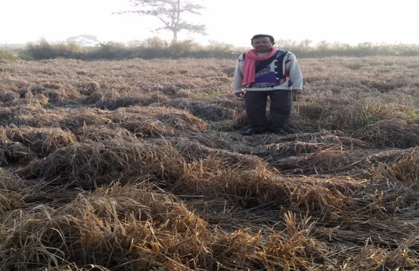 कीटप्रकोप से फसल बर्बाद, किसानों ने की मुआवजे की मांग