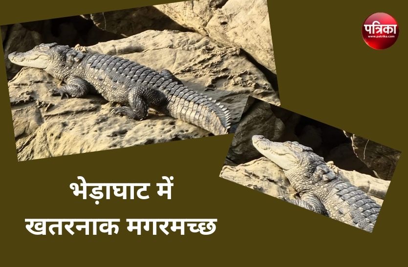 Dangerous crocodile in Bhedaghat