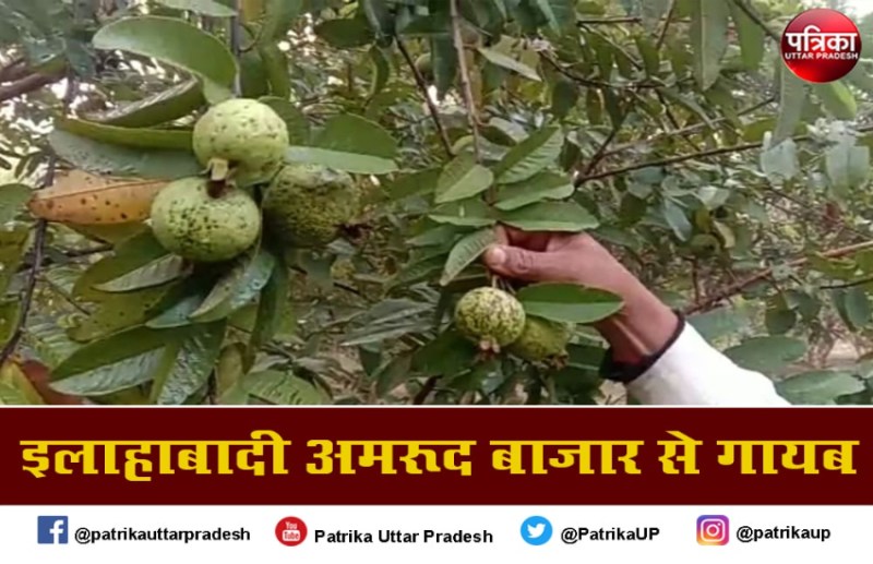 संगमनगरी के फिजाओं से गायब हुआ इलाहाबादी अमरूद की खुशबू, बाजार से गायब हुए सुर्खा- सफेदा