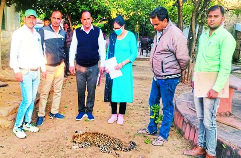 पैंथर के शावक की संदिग्ध परिस्थितियों में मौत