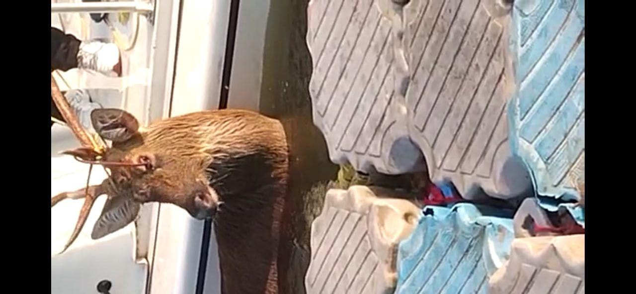 वन विहार से निकलकर तालाब में कूदा सांभर, रेस्क्यू करके वापस लाया गया