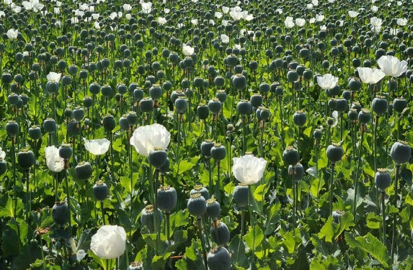 Farmers will grow opium, the company will take dode 10101