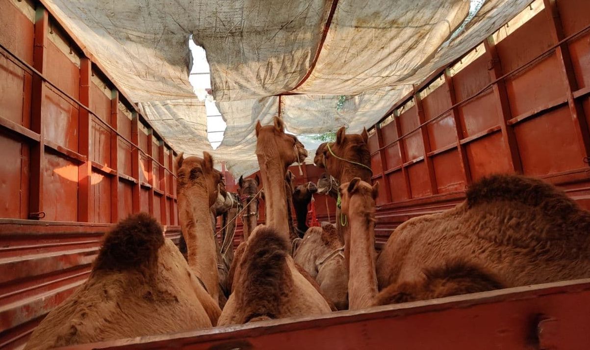 A dozen camels being smuggled from Bhilwara to Bihar got freed
