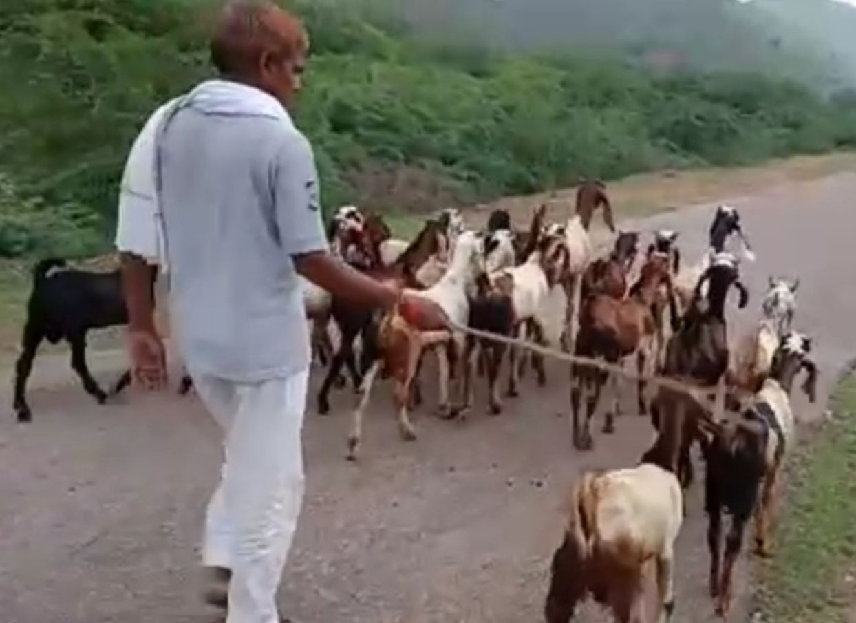 बकरियों में रोग, दम तोड़ रहे पशुओं से पशुपालक परेशान