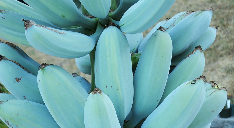 blue_java_banana.jpeg