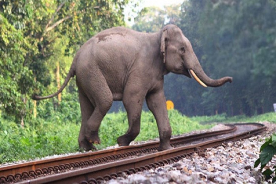 कोयम्बत्तूर में तेज रफ्तार ट्रेन की चपेट में आने से तीन हाथियों की मौत