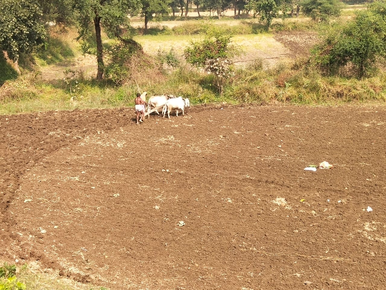 Farmers lagging behind in sowing of Rabi season