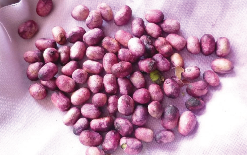 jamun_guthli.png