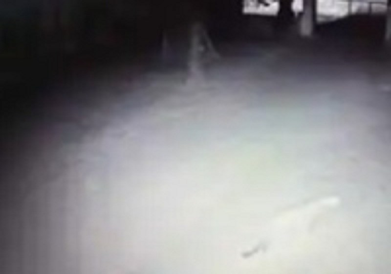 कानपुर के वीएसएसडी कॉलेज में छा गई दहशत, जब घूमते दिखाई दिया तेंदुआ, हॉस्टल में कैद हुए छात्र