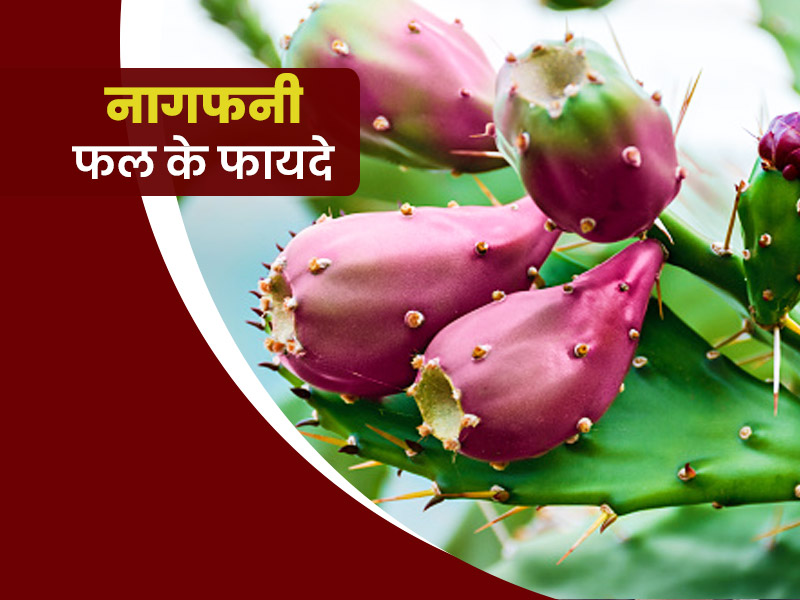 benefits of Hawthorn fruit and Hawthorn fruit removes many problems