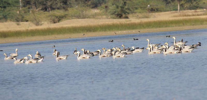 शीत ऋतु की दस्तक के साथ प्रवासी परिंन्दो की अठखेलियों व कलरव से गुंजयमान होने लगे जलाशय