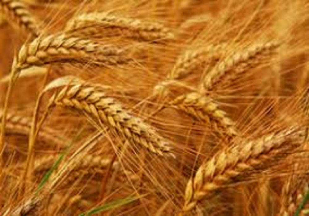 wheat crop fired