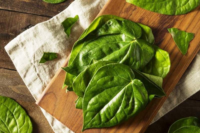 Health Benefits of Betel Leaf
