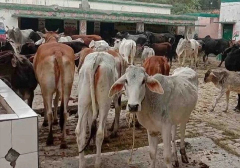 खेतों में फसलों का नुकसान होता देख किसानों ने अपनाया नया तरीका, मच गया हडकंप