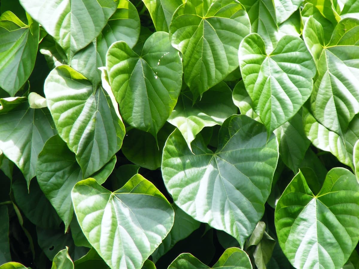 giloy health benefits