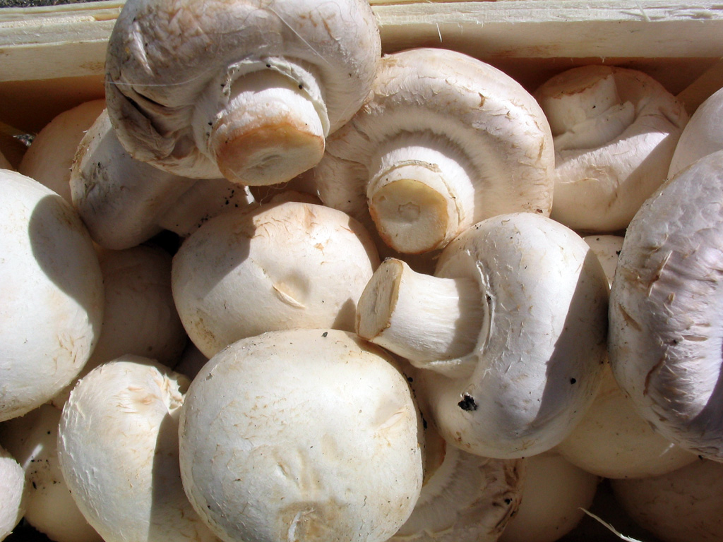 Mushroom is very beneficial for the skin