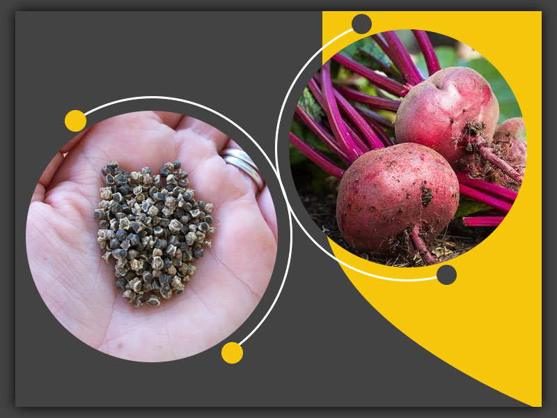 Beet seed beneficial for Cough and skin