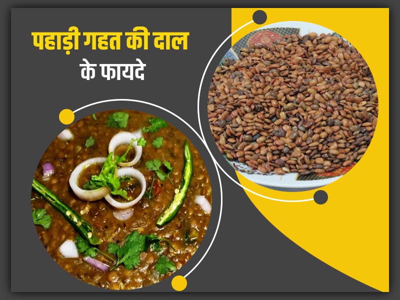 Pahari Ghats pulse is beneficial for health in winter