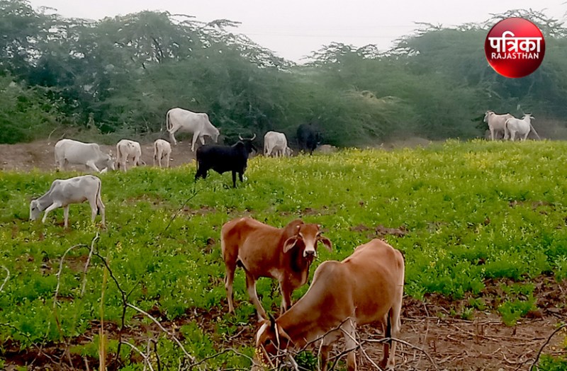 सांड के हमले से एक दर्जन महिला-पुरुष घायल