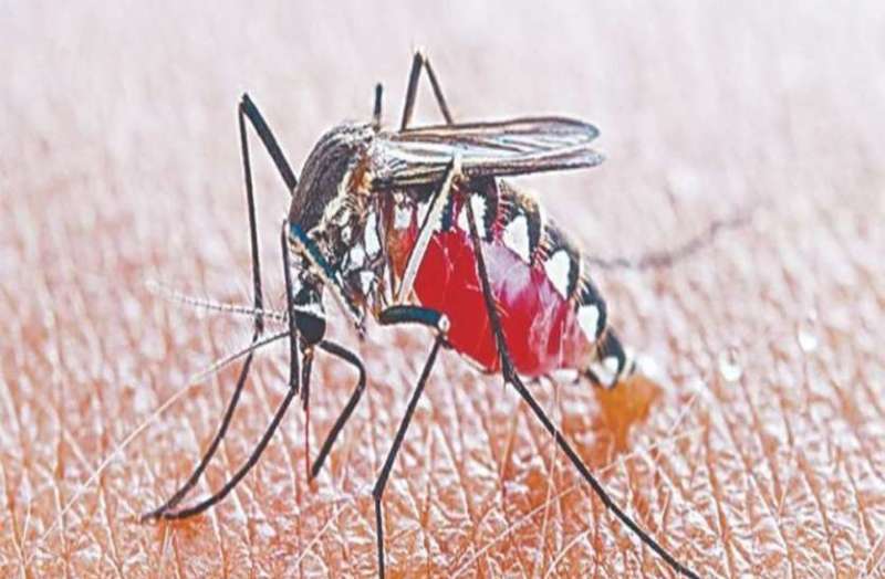 dengue2.jpg