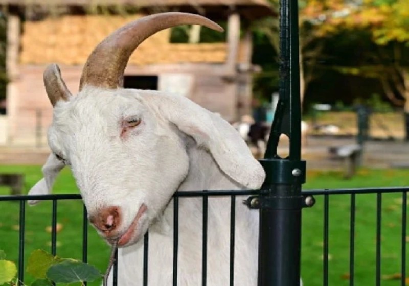 आगरा में कमाल हो गया, जिसे देखिए वहीं बेच रहा बकरी का दूध