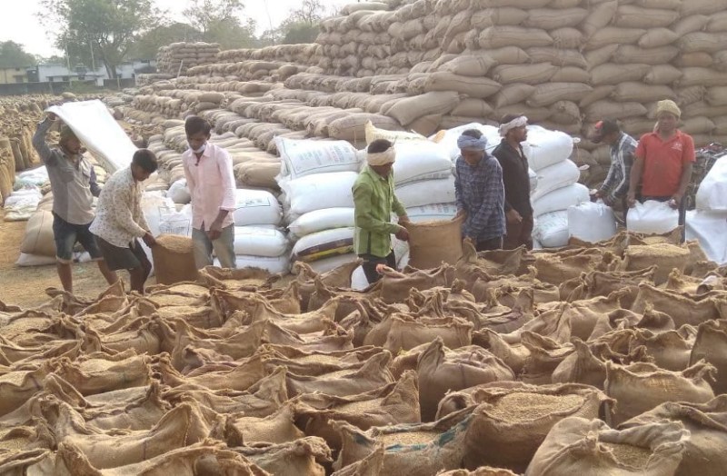 Paddy Procurement - केंद्रों में धान की आवक ऐसी कि महज 7 दिन में ही 94 में से 74 केंद्रों में जाम