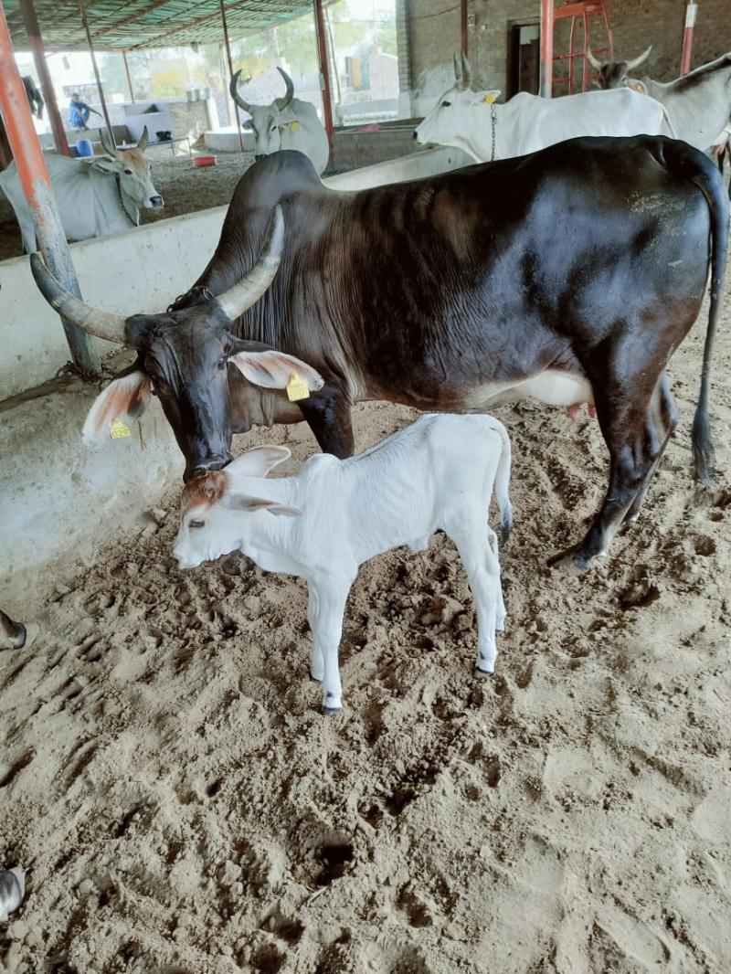 विदेशी नस्ल को टक्कर देने के लिए गाय बनी सरोगेट मदर... जानिए, गोपालन विभाग की अनूठी और नई पहल