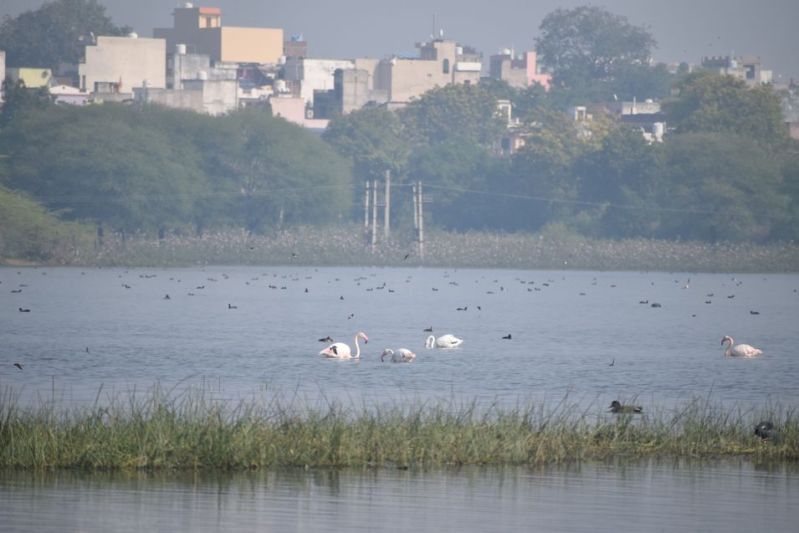 पत्रिका मेनार बर्ड फेयर को लेकर उत्साह