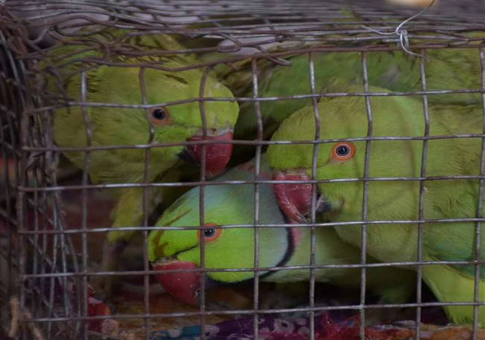 पेटा, लखनऊ पुलिस ने दुर्लभ तोतों को शिकारियों के चंगुल से बचाया