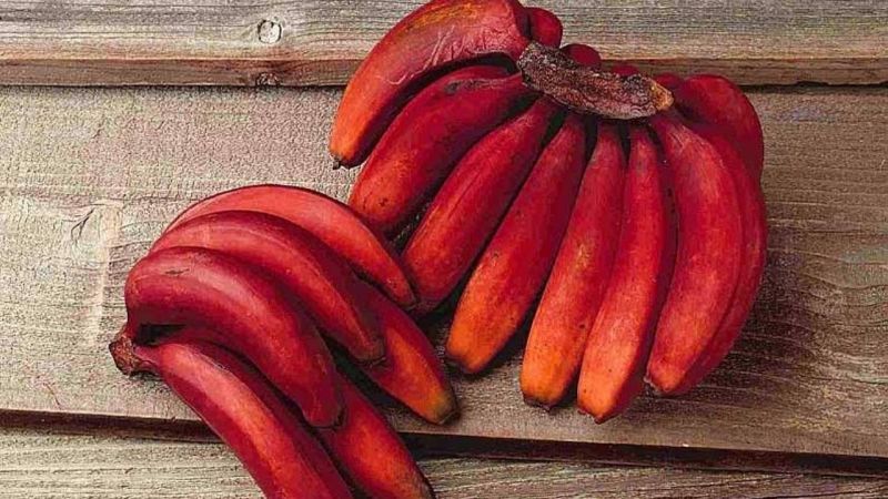 Red Banana Benefits: लाल केला सेहत को स्वस्थ बना के रखने में होता है फायदेमंद, जानिए इसके फायदे