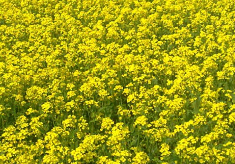 सिर्फ 100 दिन बाद सरसों के तेल में आएगी भारी गिरावट, इस वर्ष यूपी में बढ़ा सरसों की बुआई का रकबा