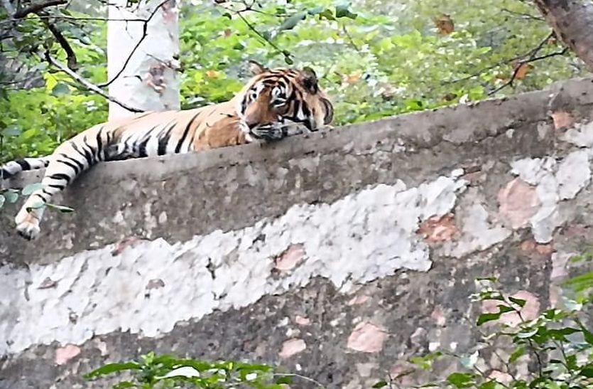फिर गणेश मंदिर मार्ग पर आया बाघ