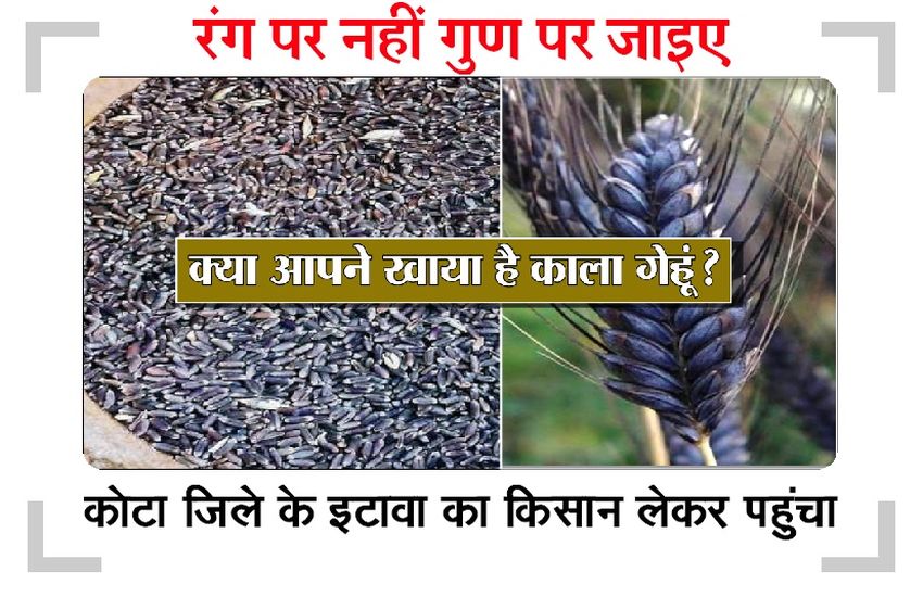बारां की मंडी में आया पौष्टिक गुणों से भरपूर 'काला' गेहूं ...