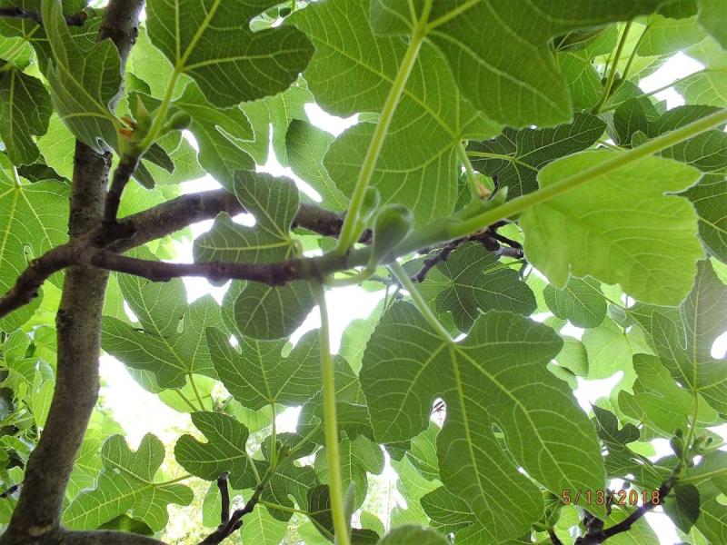 अंजीर ही नहीं इसके पत्ते भी होते है बेहद फायदेमंद,जानिए अंजीर के पत्तों से होने वाले इन फायदों के बारे में