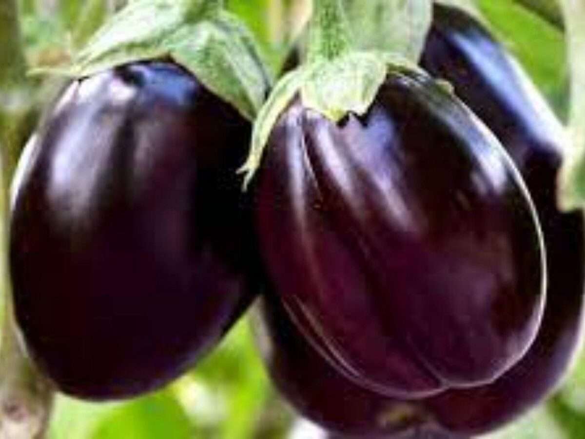 consumption-of-brinjal-is-a-panacea-for-type-2-diabetes-1200x900.jpg