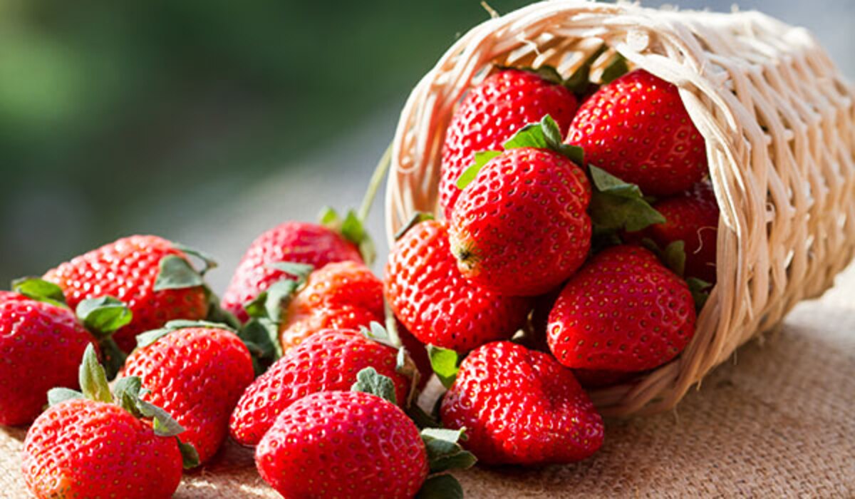  वेट कम करने से लेकर पाचन को दुरुस्त करने तक,जानिए स्ट्रॉबेरी के इन अद्भुत फायदे