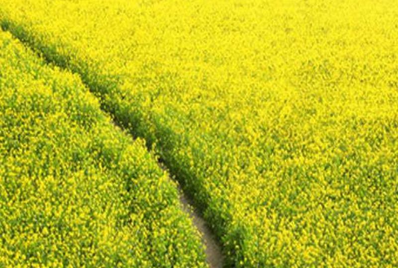 सर्द माहौल में सरसों की फसल को बचाने की चुनौती