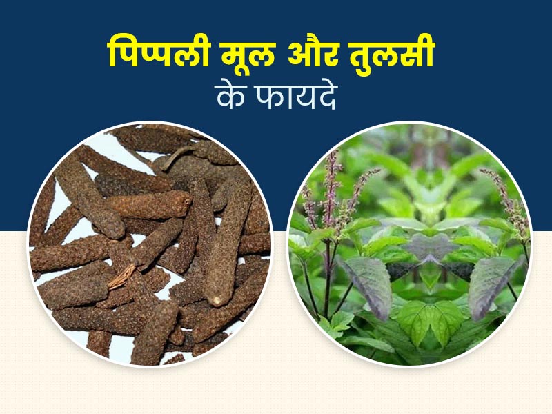 Benefits of long pepper and Basil for health