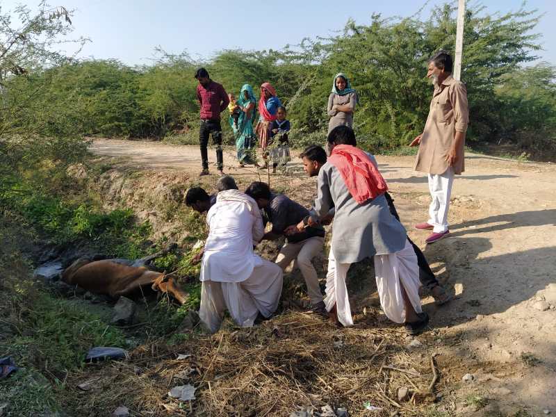 कंक्रीट रोड से परेशान लोग, दलदल में फंसी गाय