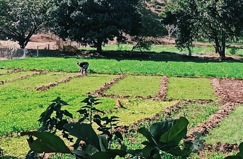 पत्रिका बिग इश्यू : हाड़ कंपाने वाली सर्दी के बीच बिजली संकट ने किसानों की परेशानी दोगुनी की