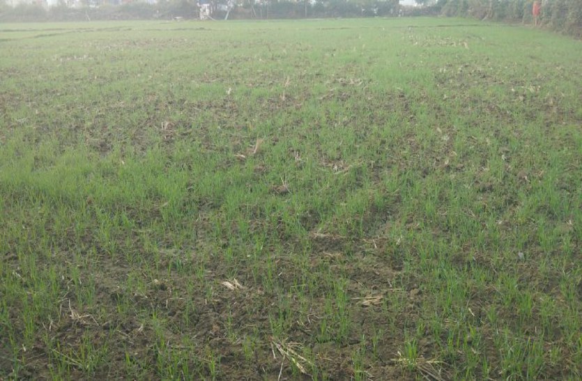 मौसम अनुकूल, इस बार 98 फीसद बोवनी