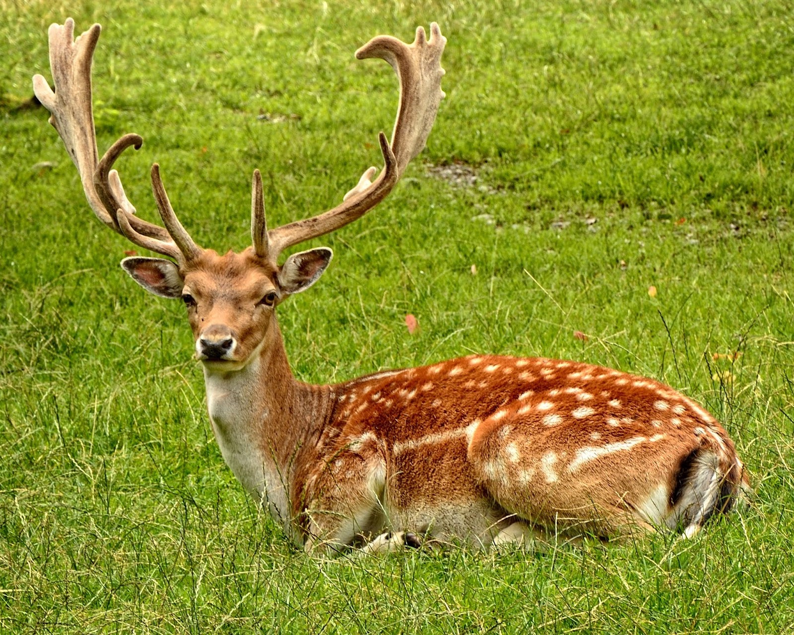 Coronavirus found in white-tailed deer in Ohio