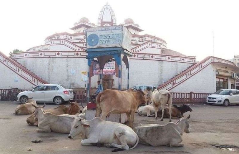 यह कैसा गो संरक्षण: सवा सौ करोड़ काऊ सैस वसूल, अलवर जिले को दे रही मात्र 10 करोड ही