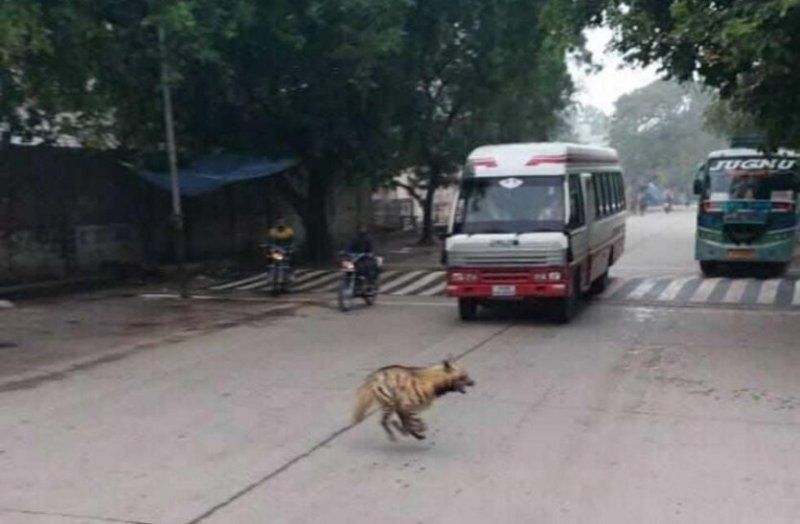 सड़क पर दौड़ते जरख को देख सहम गए लोग