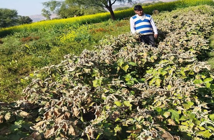 सर्दी से सब्जी-फलों की खेती को नुकसान