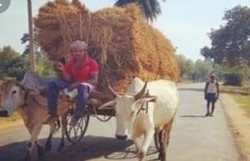 Jhalawar...विलप्त होती धरोहर,बैलगाड़ी से ही नाप ली दुनियां