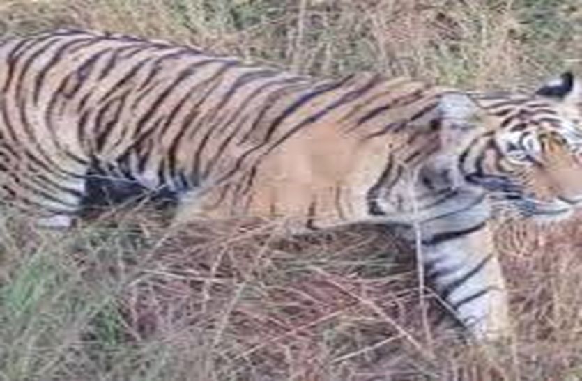 सुल्ताना ने फिर किया जिप्सियों का पीछा