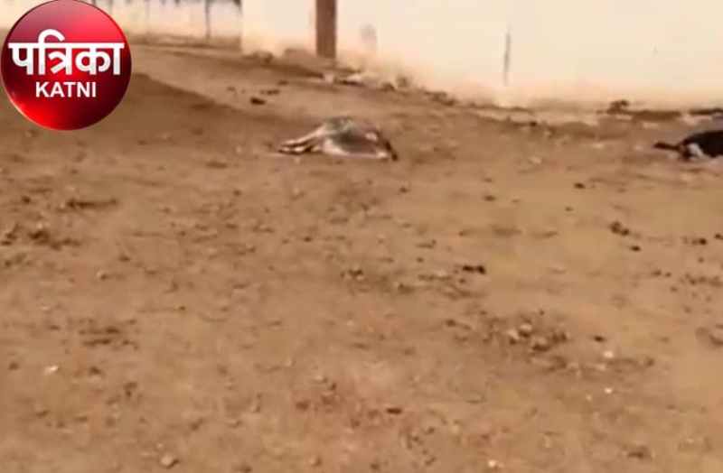 Cattle on the verge of starvation in Kanji House of Municipal Corporat