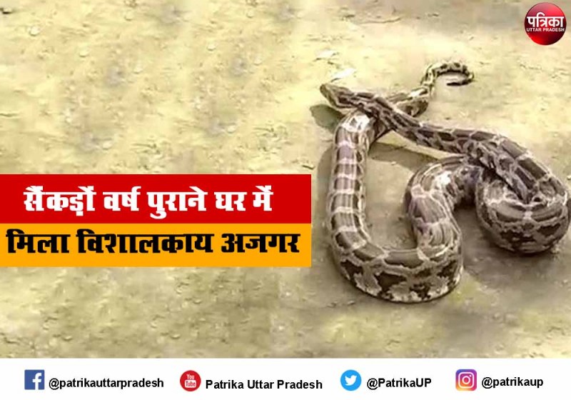 जौनपुर में कच्चे घर में वर्षों से दुबका हुआ था विशाल अजगर, लोगों के होश उड़े